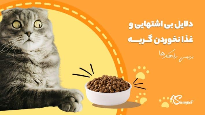 علت غذا نخوردن گربه چیست