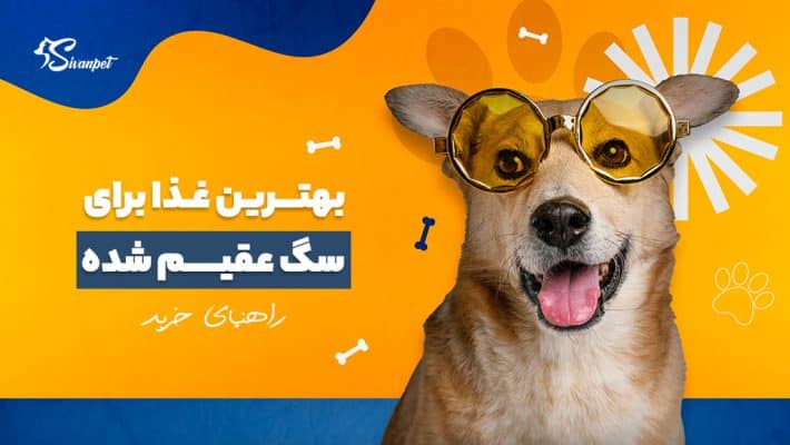 بهترین غذا برای سگ عقیم شده