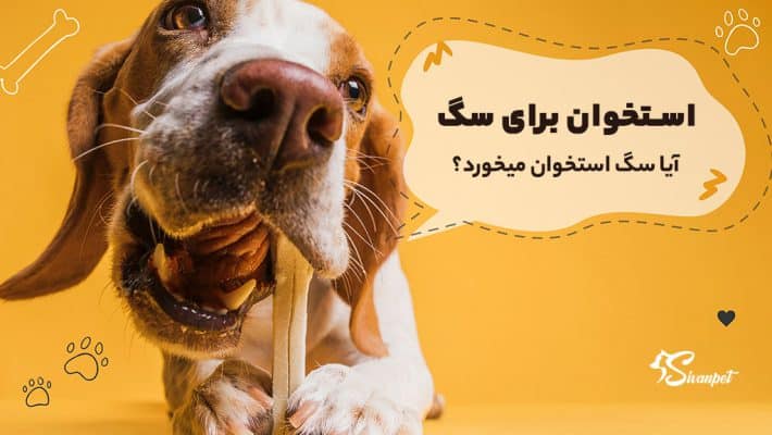 آیا سگ استخوان میخورد؟ استخوان برای سگ