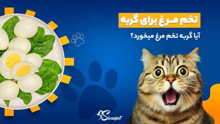 آیا گربه تخم مرغ میخورد؟ تخم مرغ برای گربه