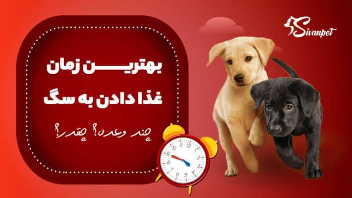 بهترین زمان غذا دادن به سگ | چند وعده؟ چقدر؟