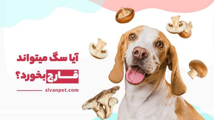 آیا سگ میتواند قارچ بخورد؟ قارچ برای سگ