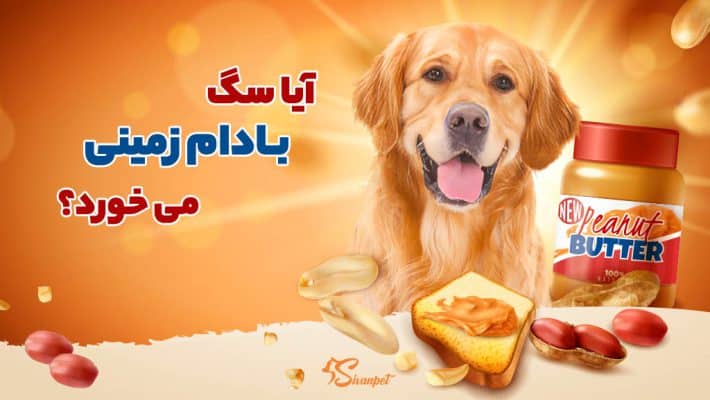آیا سگ ها بادام زمینی میخورند؟ کره بادام زمینی برای سگ