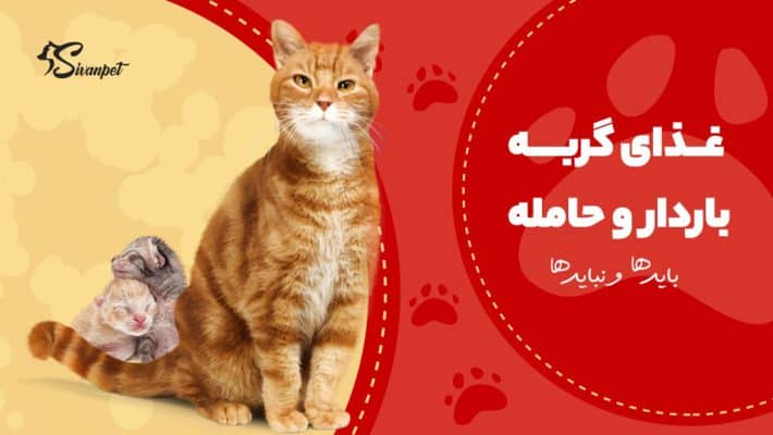 غذای گربه باردار و حامله چیست؟