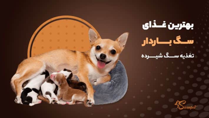 بهترین غذای سگ باردار چیست؟