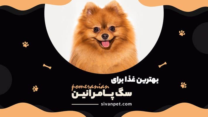 بهترین غذا برای سگ پامرانین