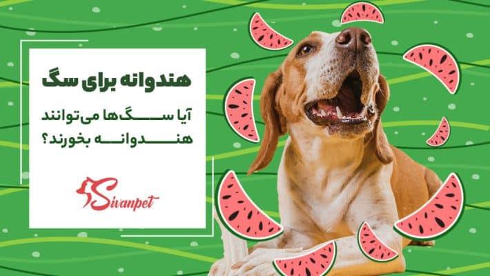 آیا سگ‌ها می‌توانند هندوانه بخورند؟ هندوانه برای سگ