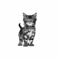 غذای خشک بچه گربه رویال کنین مدل کیتن گاسترو اینتستینال ۲ کیلوگرم