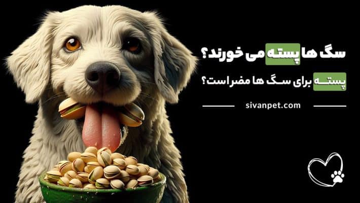آیا سگ ها پسته می خورند؟ پسته برای سگ مضره؟