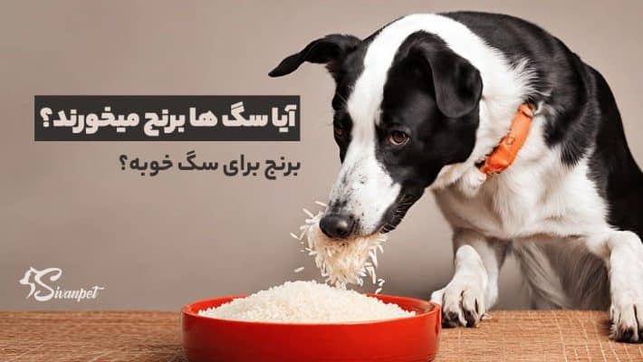 آیا سگ ها برنج میخورند؟ برنج برای سگ خوبه؟