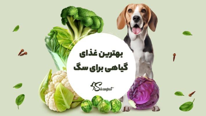 بهترین غذای گیاهی برای سگ