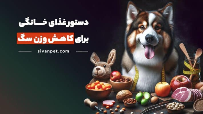 دستور غذای خانگی برای کاهش وزن سگ