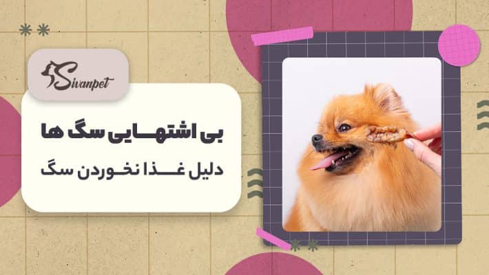 علت بی اشتهایی سگ ها چیست؟ دلیل غذا نخوردن سگ