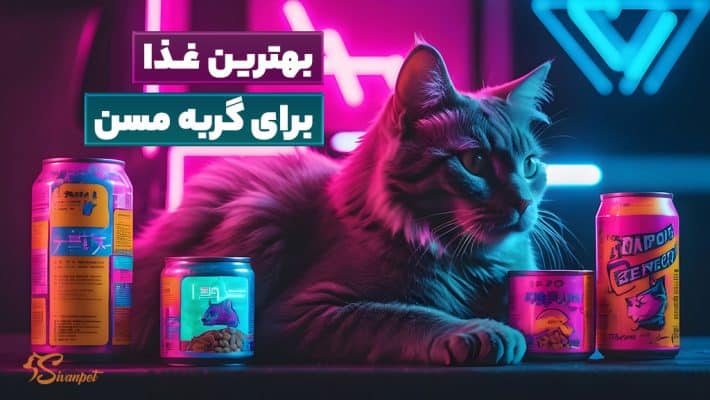 بهترین غذا برای گربه مسن | 7 غذا برای گربه پیر
