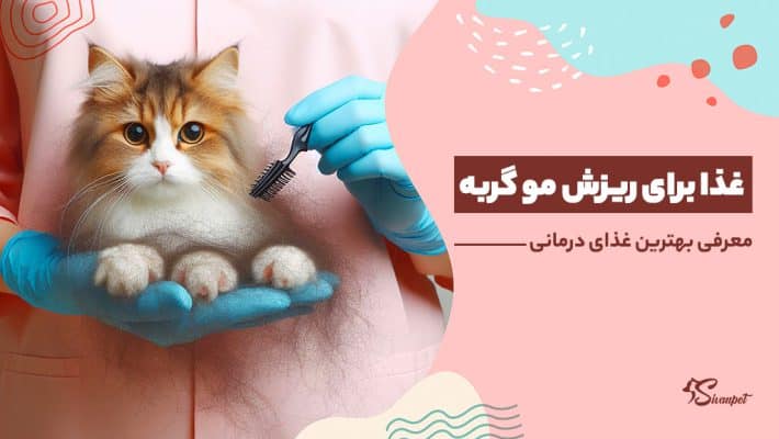 9 غذا برای ریزش مو گربه + بهترین غذای درمانی