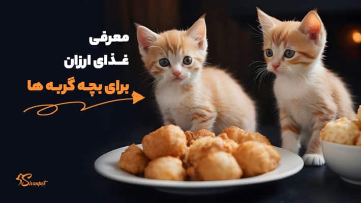 11 غذای ارزان برای بچه گربه ها + خوشمزه و مقوی