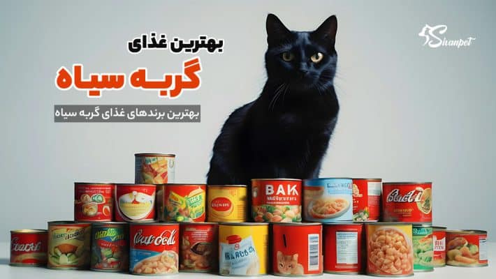 بهترین غذای گربه سیاه چیست؟ 9 غذای گربه سیاه