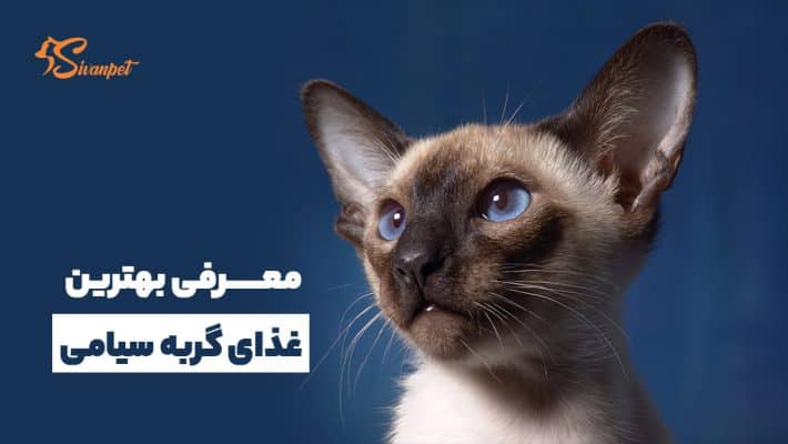 بهترین غذای گربه سیامی + 9 غذای گربه پوزه سیاه
