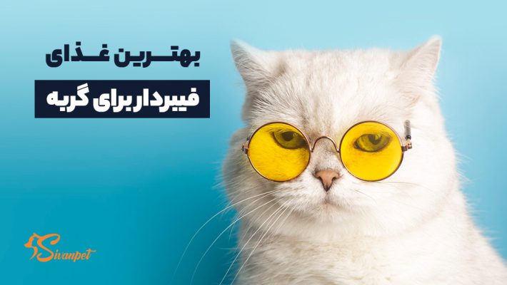 بهترین غذای فیبردار برای گربه + 8 غذای فیبردار گربه
