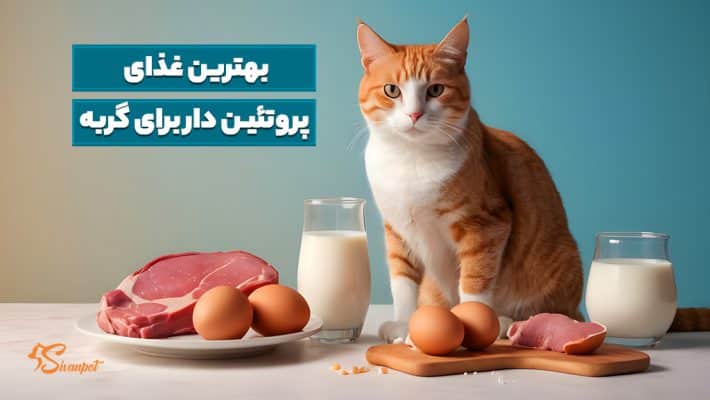 بهترین غذای پروتئین دار برای گربه + 9 غذای پروتئین دار