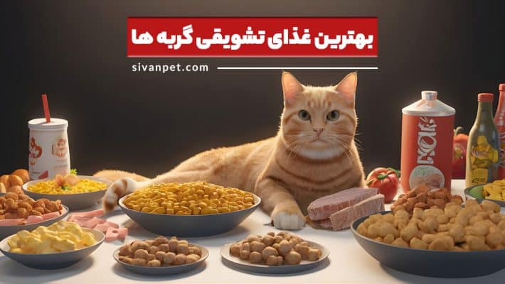 13 تا از بهترین غذای تشویقی گربه ها