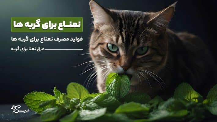 آیا گربه ها نعناع می خورند؟ عرق نعنا چطور؟