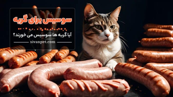 آیا گربه ها سوسیس می خورند؟ سوسیس برای گربه