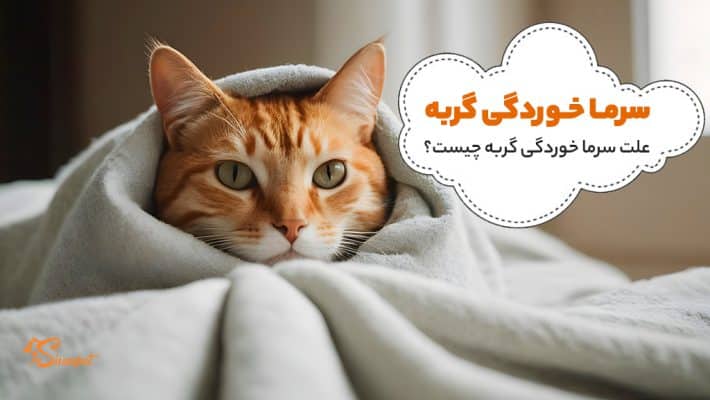 برای سرماخوردگی گربه چی خوبه؟ تشخیص و درمان