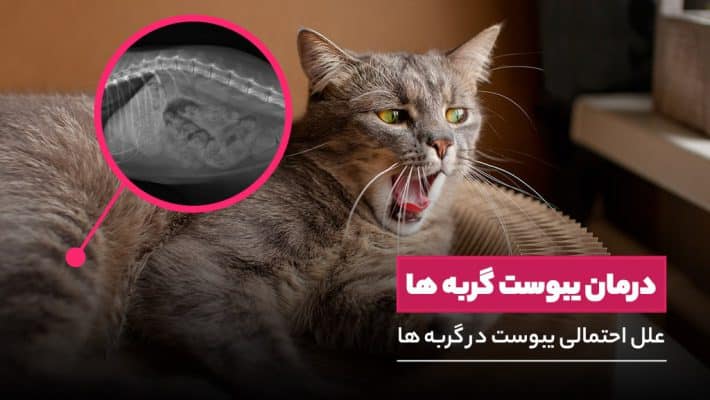 برای یبوست گربه چی خوبه؟ 6 روش درمان یبوست گربه ها