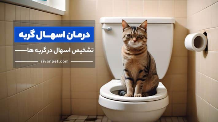 برای درمان اسهال گربه چی خوبه؟ اسهال در گربه ها
