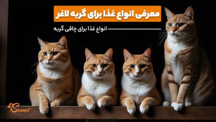 7 غذا برای گربه لاغر + غذا برای چاقی گربه