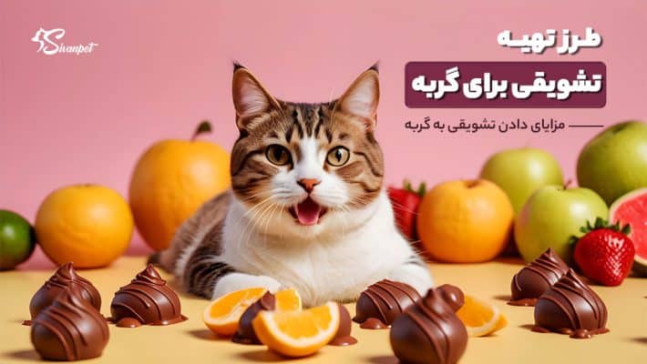 طرز تهیه تشویقی برای گربه