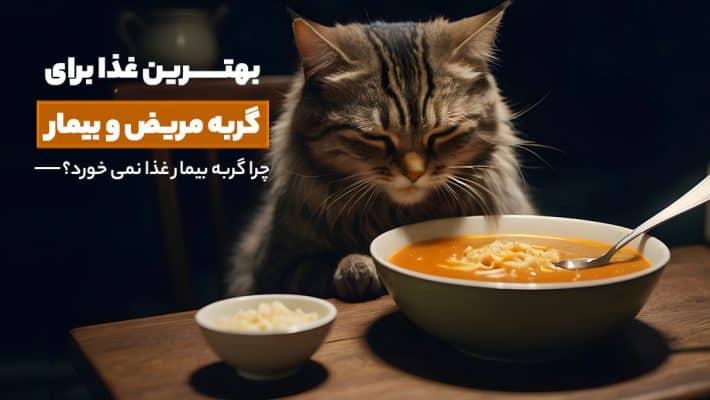 بهترین غذا برای گربه مریض و بیمار چیست؟