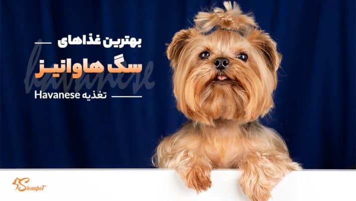 بهترین غذاهای سگ هاوانیز