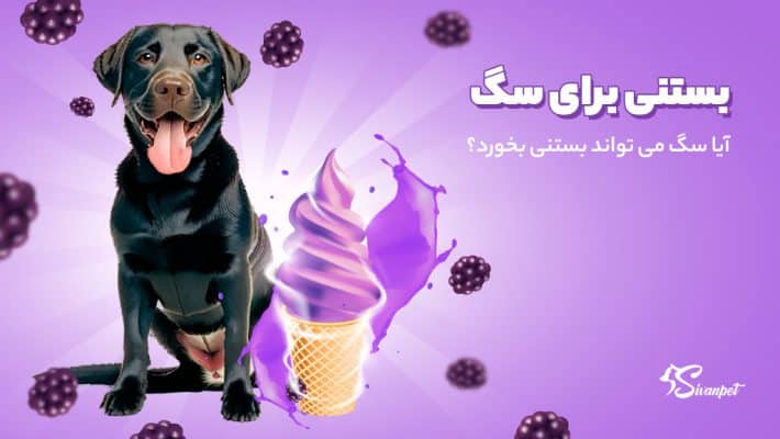 آیا سگ می تواند بستنی بخورد؟ بستنی برای سگ
