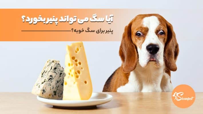 آیا سگ می تواند پنیر بخورد؟ پنیر برای سگ خوبه؟