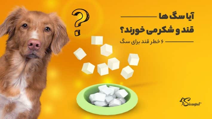 آیا سگ ها قند و شکر می خورند؟ 6 خطر قند برای سگ