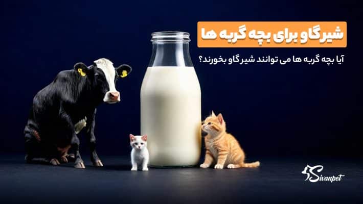 آیا بچه گربه ها می توانند شیر گاو بخورند؟