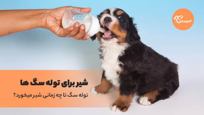 توله سگ تا چه زمانی شیر میخورد؟ شیر برای سگ خوبه؟