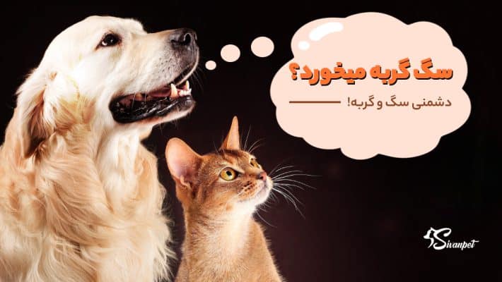 آیا سگ گربه میخورد؟ دشمنی سگ و گربه!