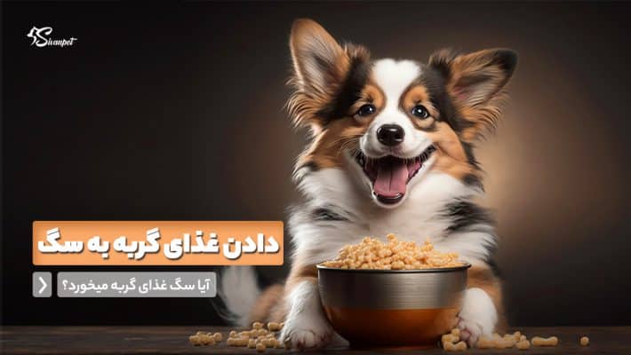 آیا سگ غذای گربه میخورد؟ دادن غذای گربه به سگ