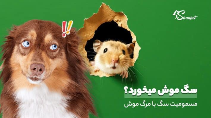 آیا سگ موش میخورد؟ مسمومیت سگ با مرگ موش