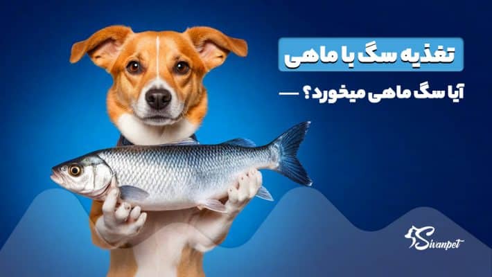 آیا سگ ماهی میخورد؟ تغذیه سگ با ماهی