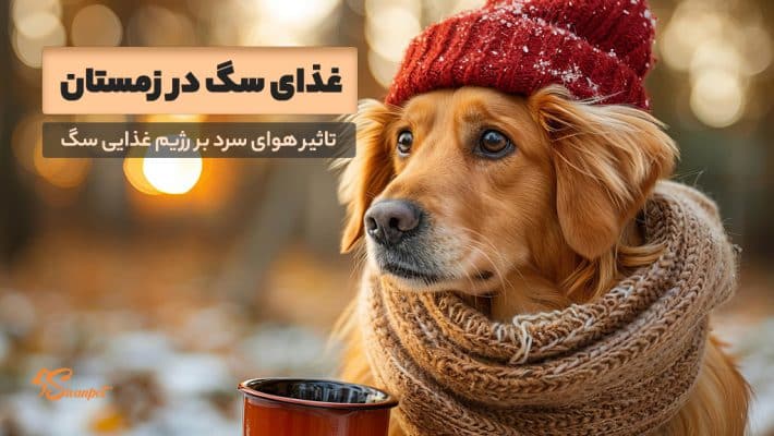 غذای سگ در زمستان چیست؟