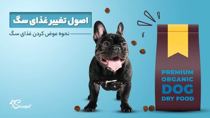 اصول تغییر غذای سگ + نحوه عوض کردن غذای سگ