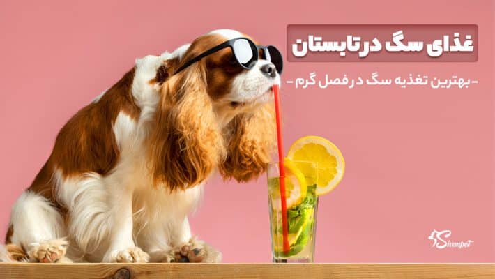 بهترین تغذیه سگ در فصل گرم