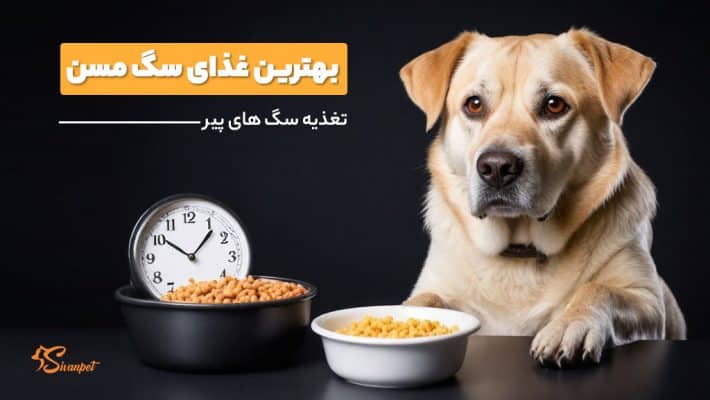 7 بهترین غذای سگ مسن + تغذیه سگ های پیر