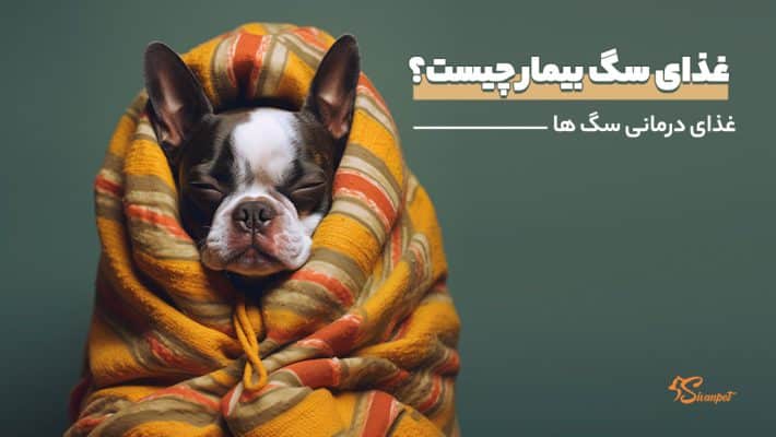 غذای سگ بیمار (مریض) چیست؟