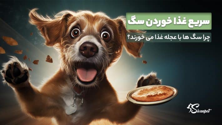 چرا سگ ها با عجله غذا می خورند؟