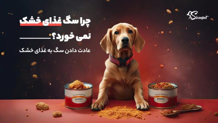 چرا سگ غذای خشک نمی خورد؟
